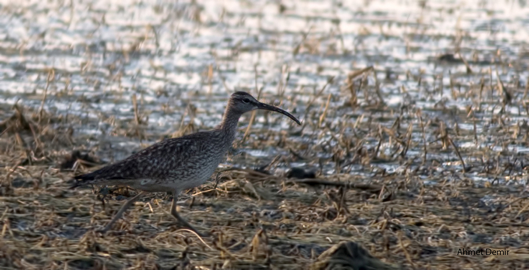 Whimbrel